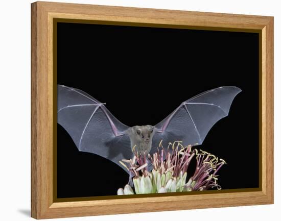 Leafnosed Fruit Bat, Arizona, USA-Alice Garland-Framed Premier Image Canvas