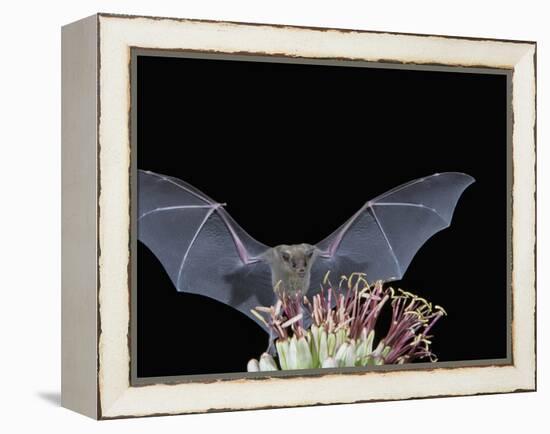 Leafnosed Fruit Bat, Arizona, USA-Alice Garland-Framed Premier Image Canvas