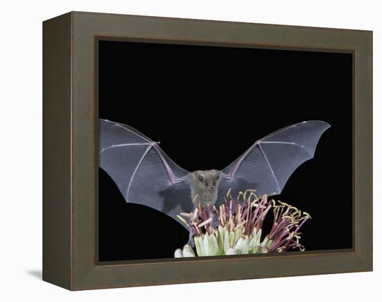 Leafnosed Fruit Bat, Arizona, USA-Alice Garland-Framed Premier Image Canvas