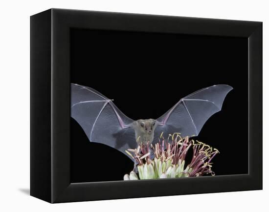 Leafnosed Fruit Bat, Arizona, USA-Alice Garland-Framed Premier Image Canvas