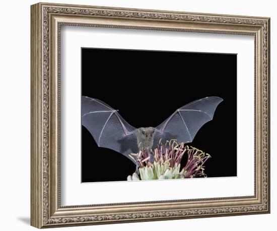 Leafnosed Fruit Bat, Arizona, USA-Alice Garland-Framed Photographic Print