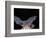 Leafnosed Fruit Bat, Arizona, USA-Alice Garland-Framed Photographic Print