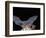 Leafnosed Fruit Bat, Arizona, USA-Alice Garland-Framed Photographic Print