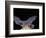 Leafnosed Fruit Bat, Arizona, USA-Alice Garland-Framed Photographic Print