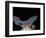 Leafnosed Fruit Bat, Arizona, USA-Alice Garland-Framed Photographic Print