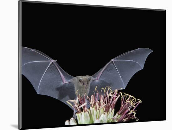 Leafnosed Fruit Bat, Arizona, USA-Alice Garland-Mounted Photographic Print