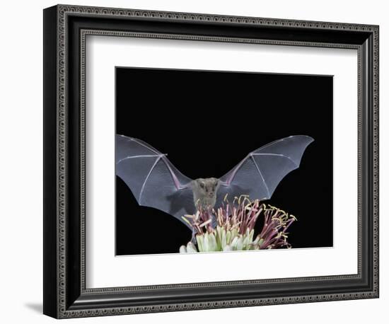 Leafnosed Fruit Bat, Arizona, USA-Alice Garland-Framed Photographic Print