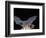 Leafnosed Fruit Bat, Arizona, USA-Alice Garland-Framed Photographic Print