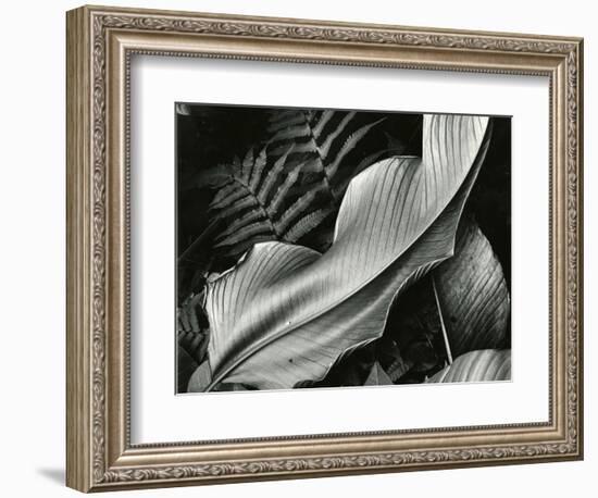 Leafs and Ferns, Hawaii, 1979-Brett Weston-Framed Photographic Print