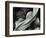 Leafs and Ferns, Hawaii, 1979-Brett Weston-Framed Photographic Print