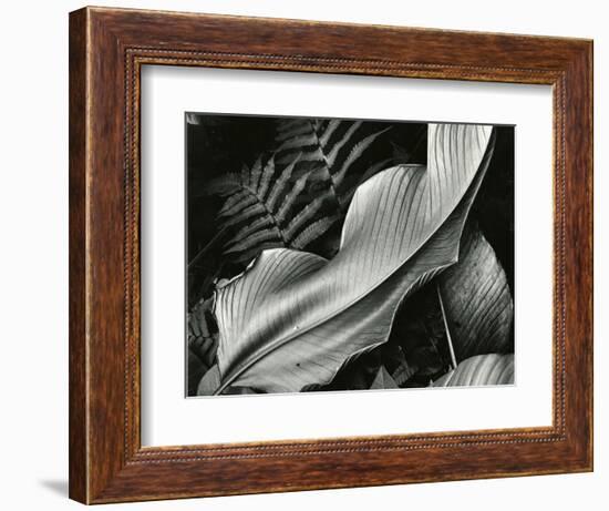 Leafs and Ferns, Hawaii, 1979-Brett Weston-Framed Photographic Print