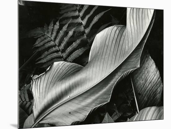 Leafs and Ferns, Hawaii, 1979-Brett Weston-Mounted Photographic Print