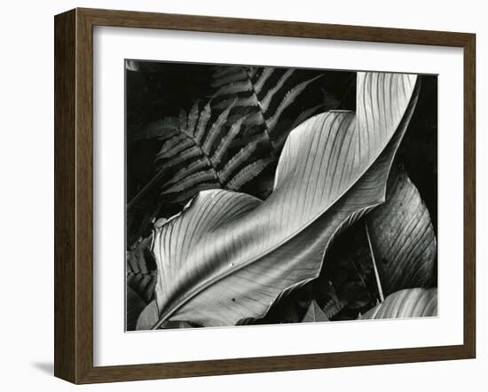 Leafs and Ferns, Hawaii, 1979-Brett Weston-Framed Photographic Print