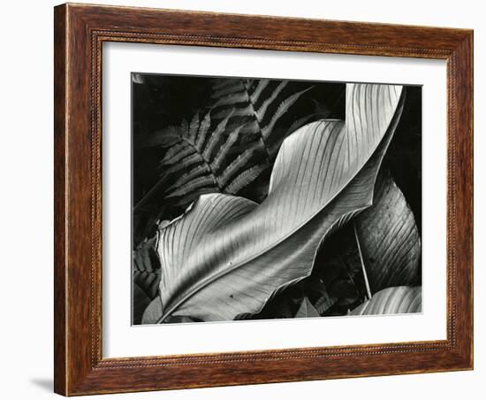 Leafs and Ferns, Hawaii, 1979-Brett Weston-Framed Photographic Print