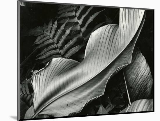 Leafs and Ferns, Hawaii, 1979-Brett Weston-Mounted Premium Photographic Print