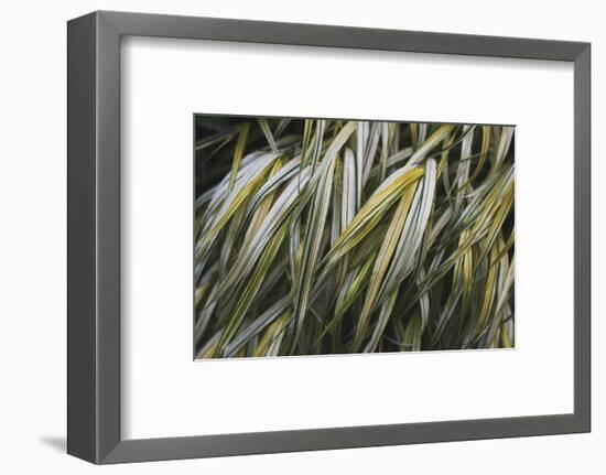 Leafy III-Elizabeth Urquhart-Framed Photographic Print