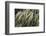 Leafy III-Elizabeth Urquhart-Framed Photographic Print