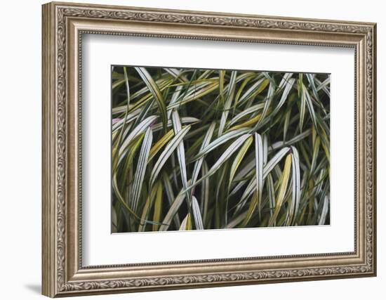 Leafy IV-Elizabeth Urquhart-Framed Photographic Print