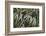 Leafy IV-Elizabeth Urquhart-Framed Photographic Print