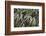 Leafy IV-Elizabeth Urquhart-Framed Photographic Print