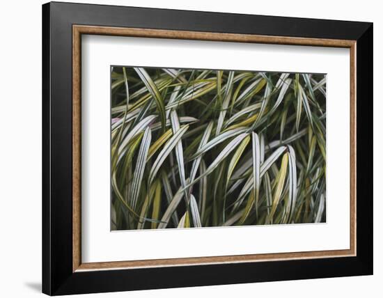 Leafy IV-Elizabeth Urquhart-Framed Photographic Print