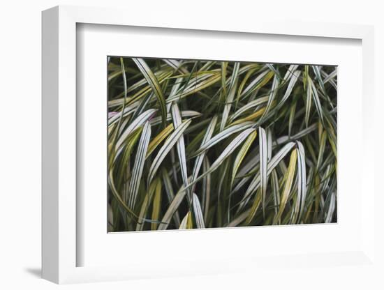 Leafy IV-Elizabeth Urquhart-Framed Photographic Print