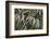 Leafy IV-Elizabeth Urquhart-Framed Photographic Print