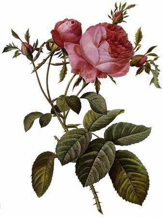 Leafy Rose' Giclee Print - Pierre Joseph Redoute | Art.com