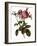 Leafy Rose-Pierre Joseph Redoute-Framed Giclee Print