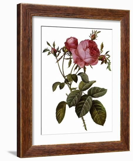 Leafy Rose-Pierre Joseph Redoute-Framed Giclee Print