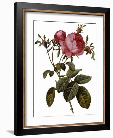 Leafy Rose-Pierre Joseph Redoute-Framed Giclee Print