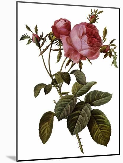 Leafy Rose-Pierre Joseph Redoute-Mounted Giclee Print