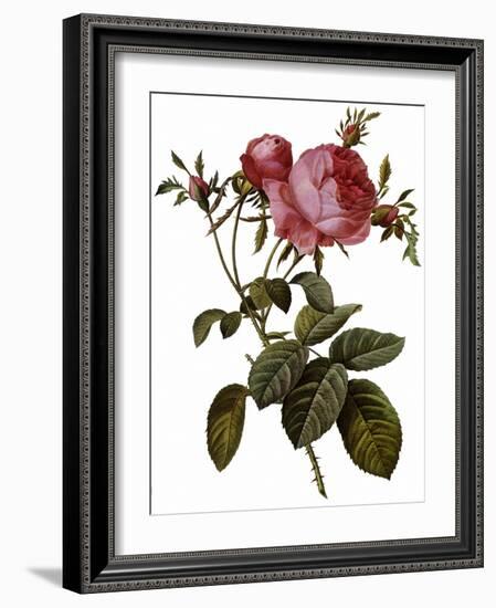 Leafy Rose-Pierre Joseph Redoute-Framed Giclee Print