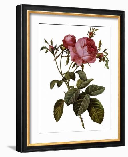 Leafy Rose-Pierre Joseph Redoute-Framed Giclee Print