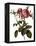 Leafy Rose-Pierre Joseph Redoute-Framed Premier Image Canvas