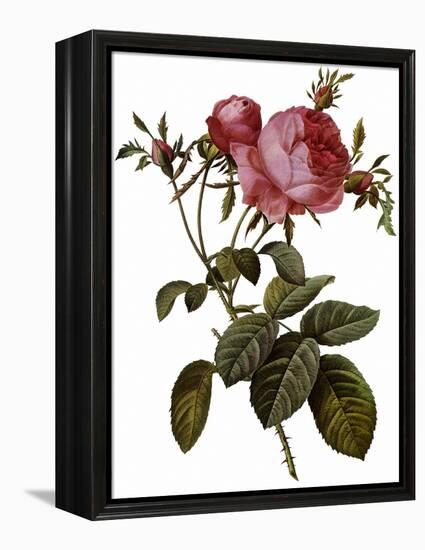 Leafy Rose-Pierre Joseph Redoute-Framed Premier Image Canvas