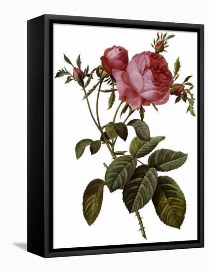 Leafy Rose-Pierre Joseph Redoute-Framed Premier Image Canvas