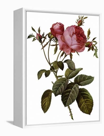 Leafy Rose-Pierre Joseph Redoute-Framed Premier Image Canvas