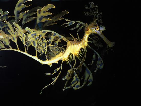 Leafy Sea Dragon Fish Phycodurus Eques Photographic Print By Kike