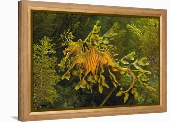 Leafy Sea Dragon-null-Framed Premier Image Canvas