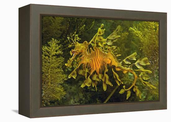 Leafy Sea Dragon-null-Framed Premier Image Canvas