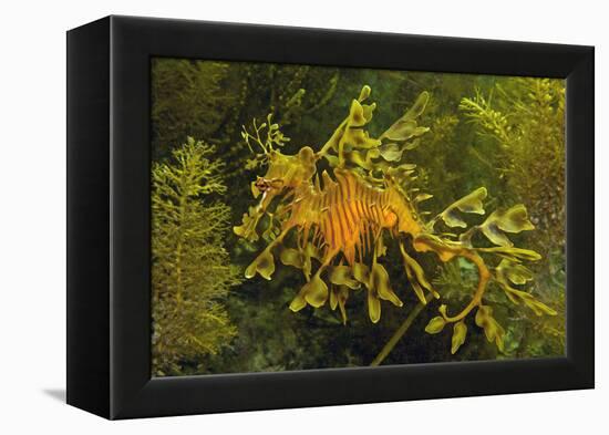 Leafy Sea Dragon-null-Framed Premier Image Canvas