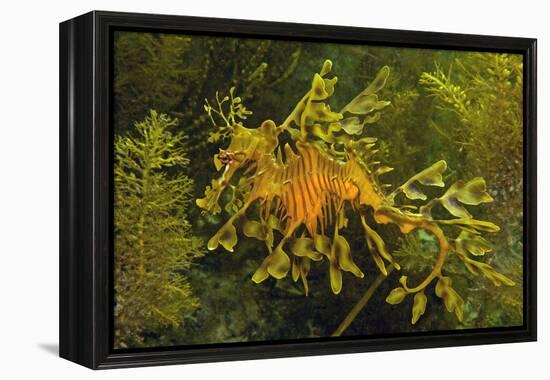 Leafy Sea Dragon-null-Framed Premier Image Canvas