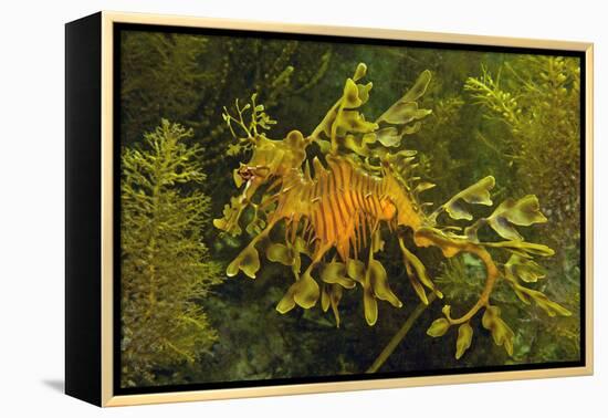 Leafy Sea Dragon-null-Framed Premier Image Canvas