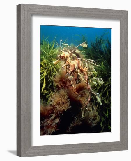 Leafy Sea Dragon-Peter Scoones-Framed Photographic Print