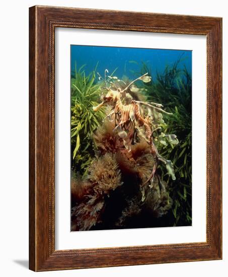 Leafy Sea Dragon-Peter Scoones-Framed Photographic Print