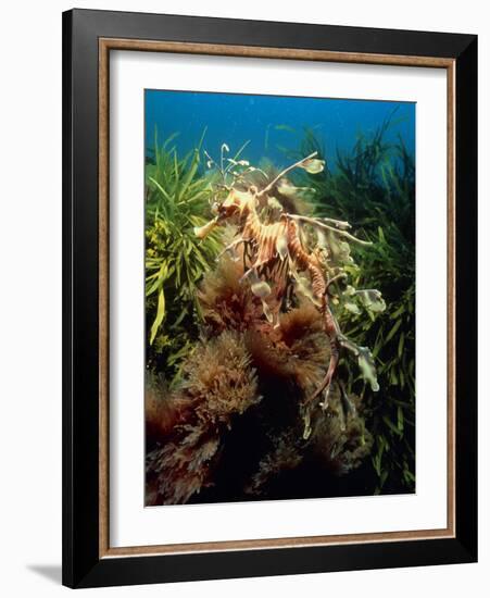 Leafy Sea Dragon-Peter Scoones-Framed Photographic Print