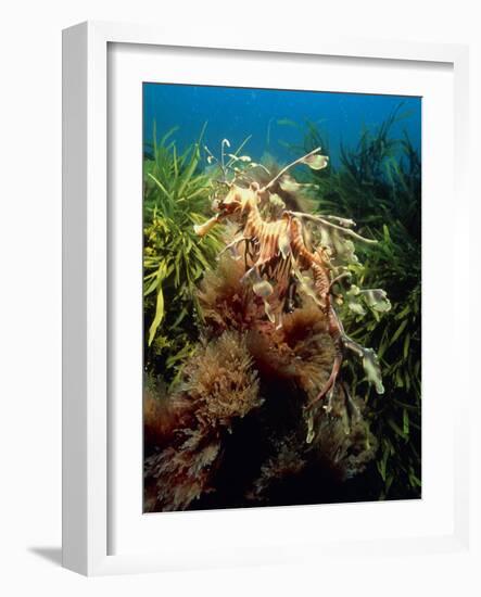 Leafy Sea Dragon-Peter Scoones-Framed Photographic Print