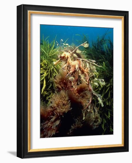 Leafy Sea Dragon-Peter Scoones-Framed Photographic Print