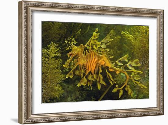 Leafy Sea Dragon-null-Framed Photographic Print